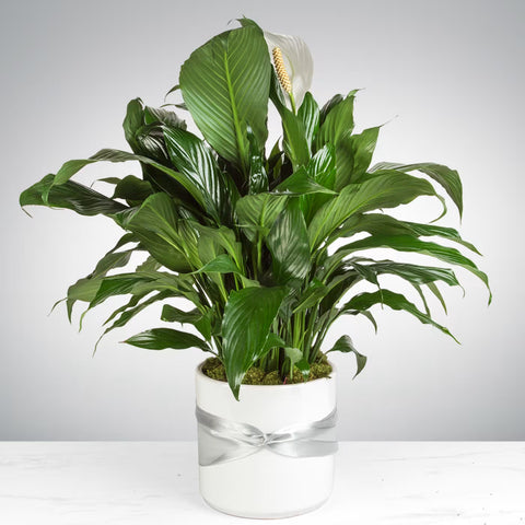 Peace Lily (Spathiphyllum)