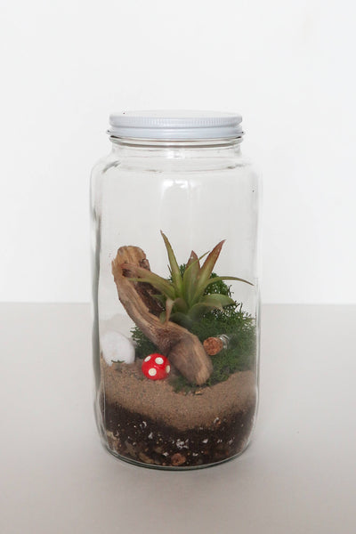 The Plant Supply - DIY Terrarium | Glass Plant Terrarium Kit