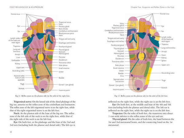 Foot Reflexology & Acupressure