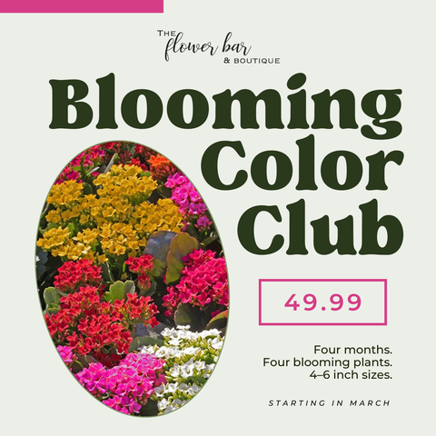 Blooming Color Club - Plant Subscription