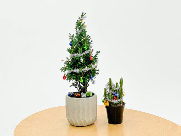 The Plant Supply - House Plant Christmas Tree Decoration Kit: Box Style Packaging