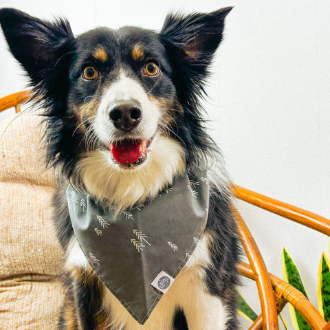 Camp Hound - Betty Dog Bandana | Gray Forest Folklore Minimal Pet Scarf: L / Gray