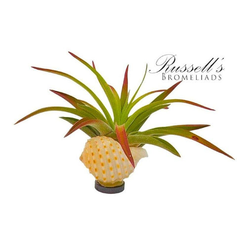 Magnet Shell with Air Plant